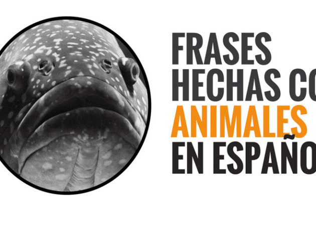Spanish idioms related to animals