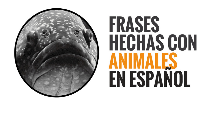 Idioms with animals in Spanish